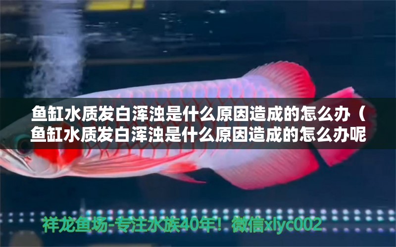 鱼缸水质发白浑浊是什么原因造成的怎么办（鱼缸水质发白浑浊是什么原因造成的怎么办呢） 祥龙鱼场