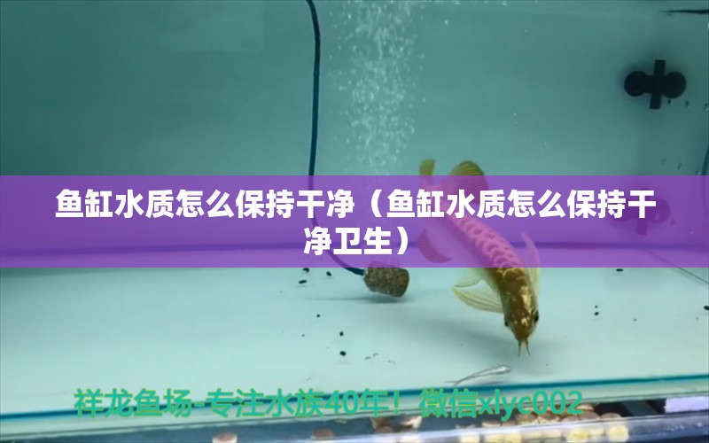 鱼缸水质怎么保持干净（鱼缸水质怎么保持干净卫生）