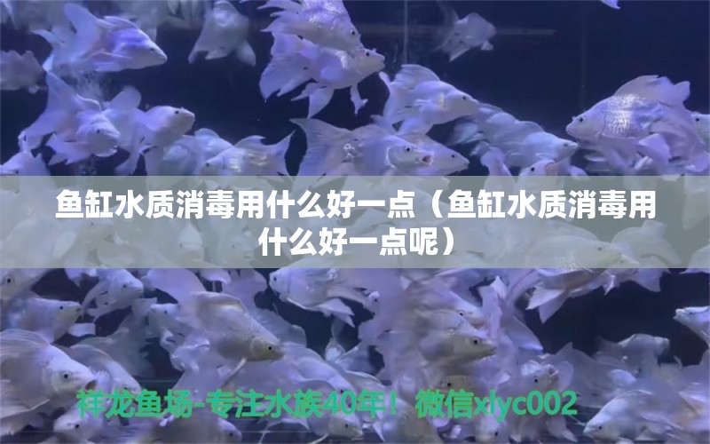 鱼缸水质消毒用什么好一点（鱼缸水质消毒用什么好一点呢） 祥龙水族医院