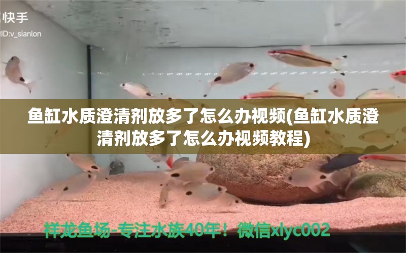 鱼缸水质澄清剂放多了怎么办视频(鱼缸水质澄清剂放多了怎么办视频教程) 野彩鱼