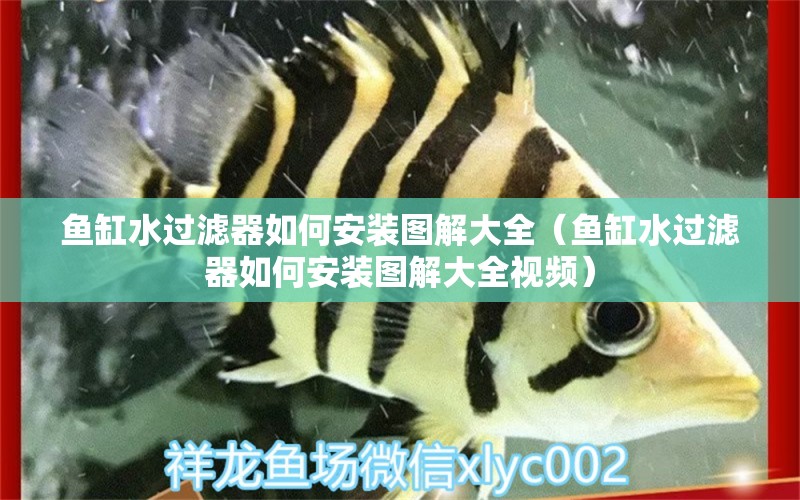 鱼缸水过滤器如何安装图解大全（鱼缸水过滤器如何安装图解大全视频） 祥龙水族医院