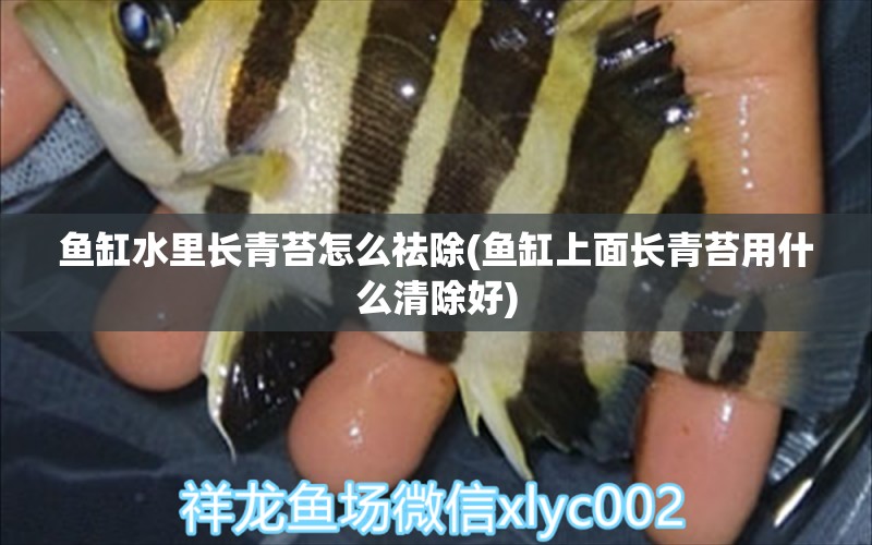 鱼缸水里长青苔怎么祛除(鱼缸上面长青苔用什么清除好) 黄宽带蝴蝶鱼