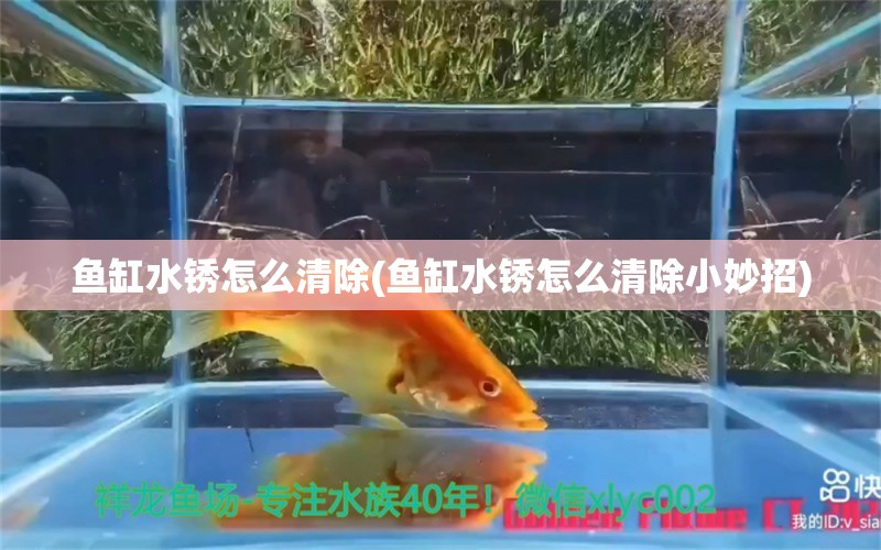 鱼缸水锈怎么清除(鱼缸水锈怎么清除小妙招) 潜水泵