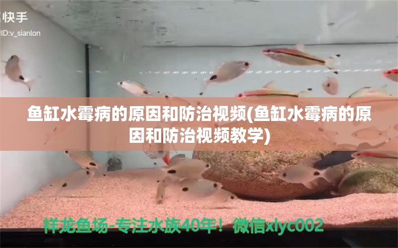 鱼缸水霉病的原因和防治视频(鱼缸水霉病的原因和防治视频教学)