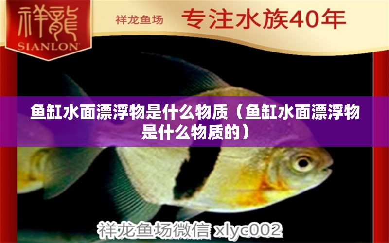 鱼缸水面漂浮物是什么物质（鱼缸水面漂浮物是什么物质的） 祥龙水族医院