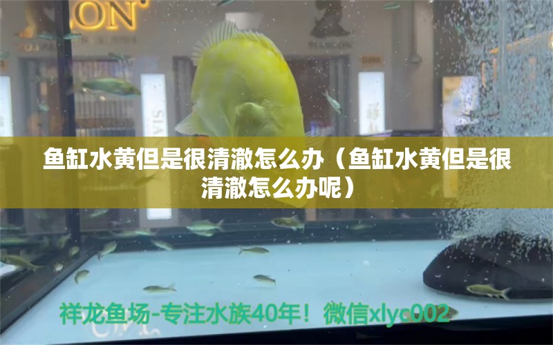 鱼缸水黄但是很清澈怎么办（鱼缸水黄但是很清澈怎么办呢）