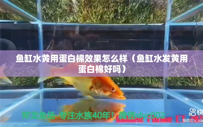 鱼缸水黄用蛋白棉效果怎么样（鱼缸水发黄用蛋白棉好吗）