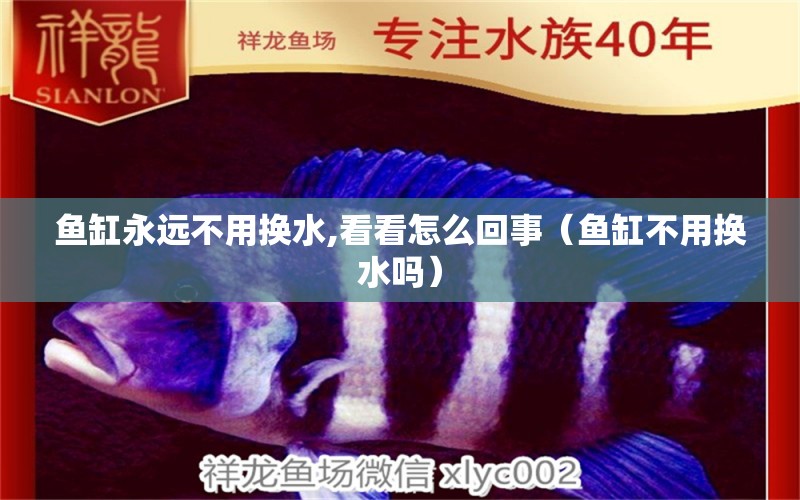 鱼缸永远不用换水,看看怎么回事（鱼缸不用换水吗） 祥龙水族医院