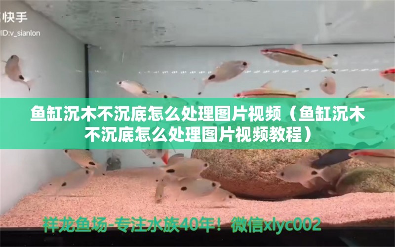 鱼缸沉木不沉底怎么处理图片视频（鱼缸沉木不沉底怎么处理图片视频教程） 其他品牌鱼缸