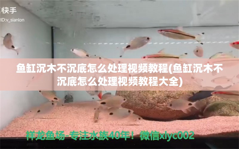 鱼缸沉木不沉底怎么处理视频教程(鱼缸沉木不沉底怎么处理视频教程大全)