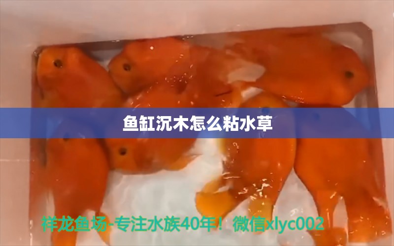 鱼缸沉木怎么粘水草