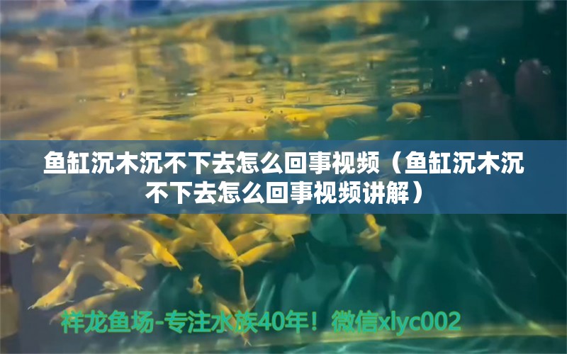 鱼缸沉木沉不下去怎么回事视频（鱼缸沉木沉不下去怎么回事视频讲解） 其他品牌鱼缸