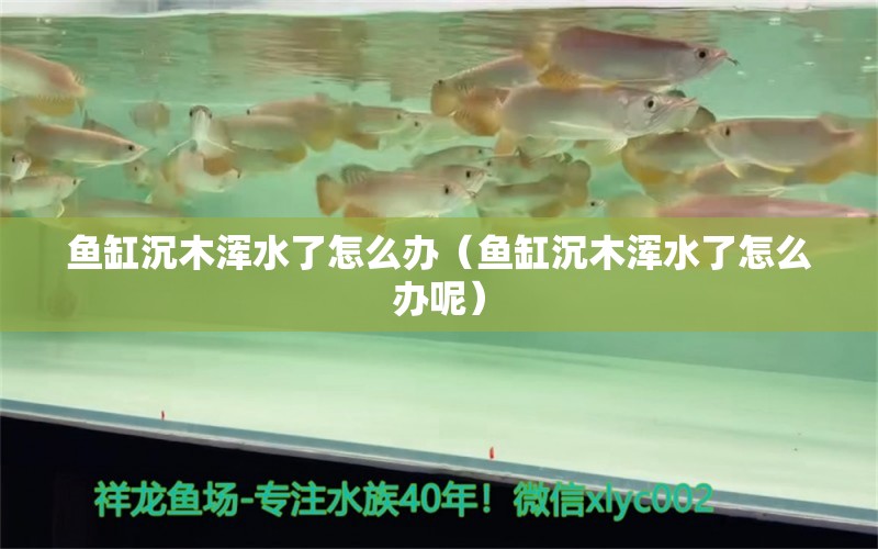 鱼缸沉木浑水了怎么办（鱼缸沉木浑水了怎么办呢） 其他品牌鱼缸