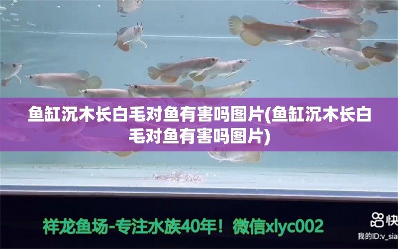 鱼缸沉木长白毛对鱼有害吗图片(鱼缸沉木长白毛对鱼有害吗图片) 斑马鸭嘴鱼