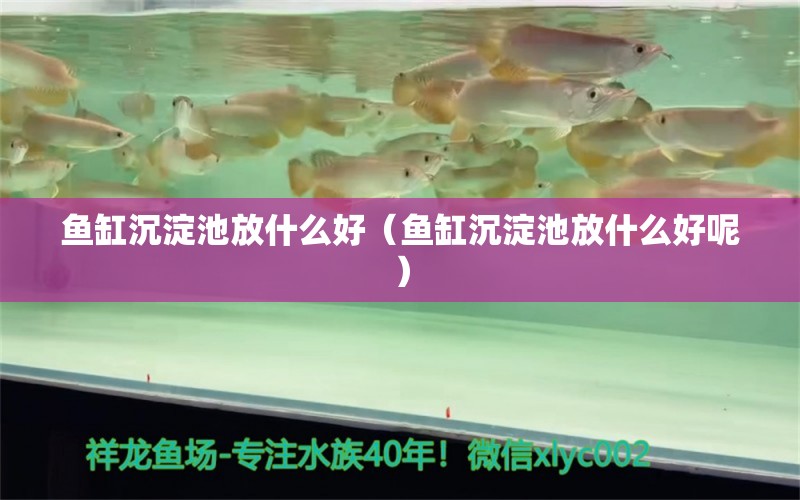 鱼缸沉淀池放什么好（鱼缸沉淀池放什么好呢） 祥龙水族医院