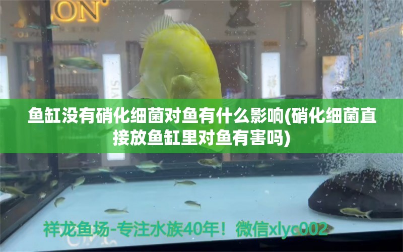 鱼缸没有硝化细菌对鱼有什么影响(硝化细菌直接放鱼缸里对鱼有害吗)