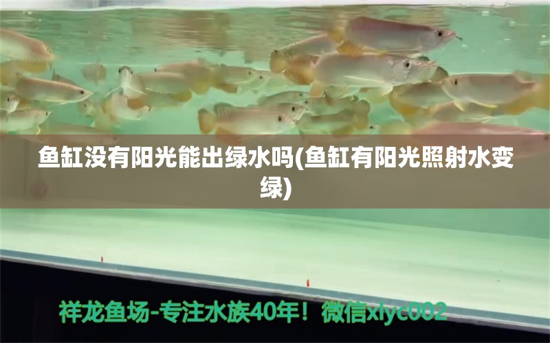 鱼缸没有阳光能出绿水吗(鱼缸有阳光照射水变绿) 水族品牌