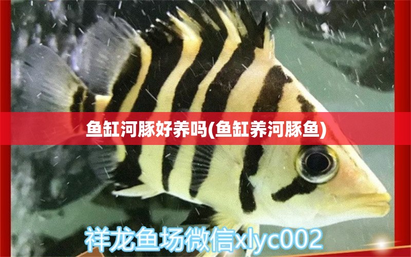 鱼缸河豚好养吗(鱼缸养河豚鱼)