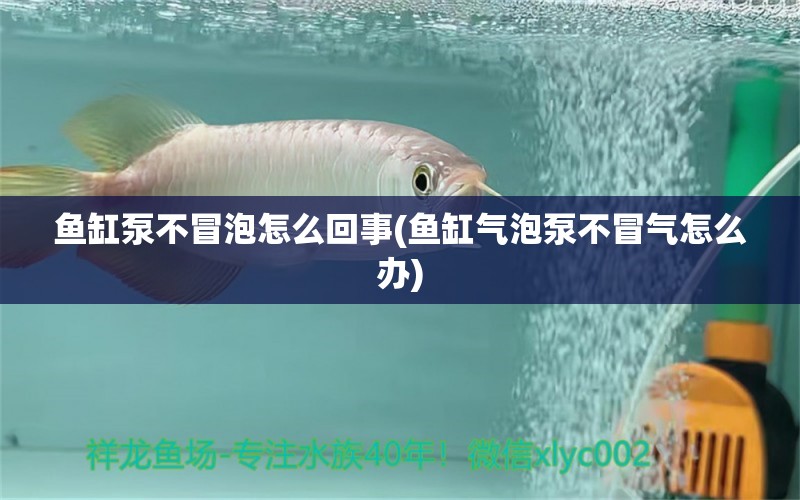 鱼缸泵不冒泡怎么回事(鱼缸气泡泵不冒气怎么办) 水族杂谈