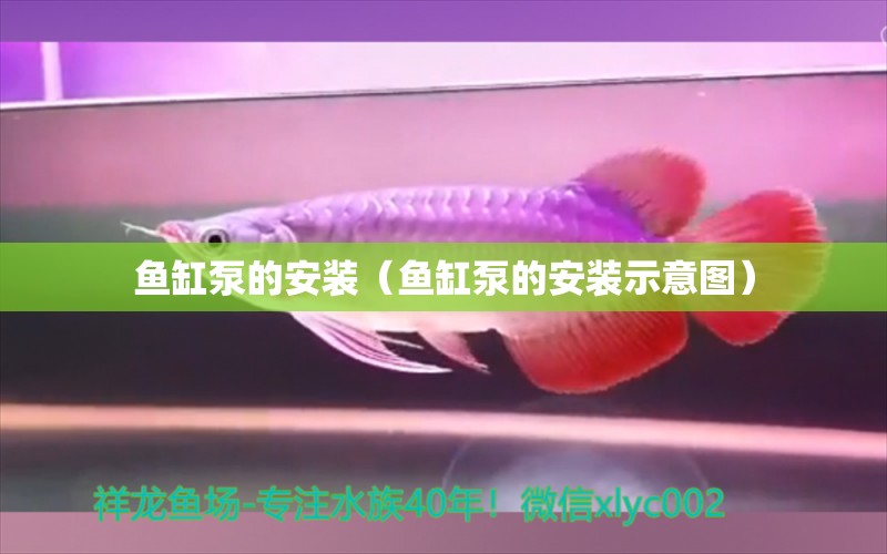 鱼缸泵的安装（鱼缸泵的安装示意图） 狗仔（招财猫)鱼苗 第1张