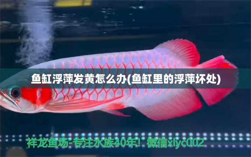 鱼缸浮萍发黄怎么办(鱼缸里的浮萍坏处) 鱼缸百科 第2张