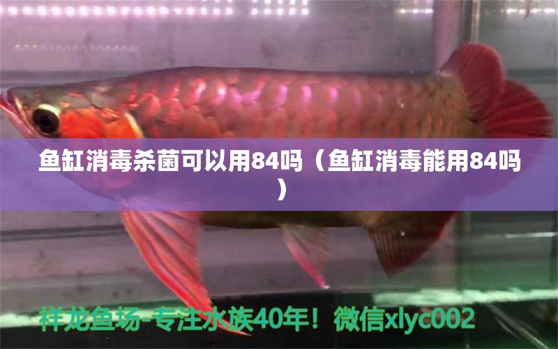 鱼缸消毒杀菌可以用84吗（鱼缸消毒能用84吗） 祥龙水族医院