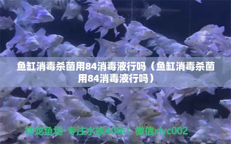 鱼缸消毒杀菌用84消毒液行吗（鱼缸消毒杀菌用84消毒液行吗）