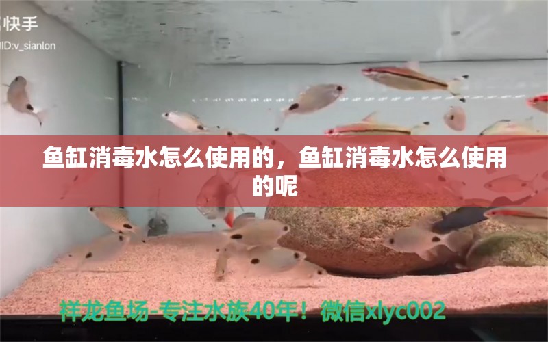 鱼缸消毒水怎么使用的，鱼缸消毒水怎么使用的呢 观赏鱼 第1张