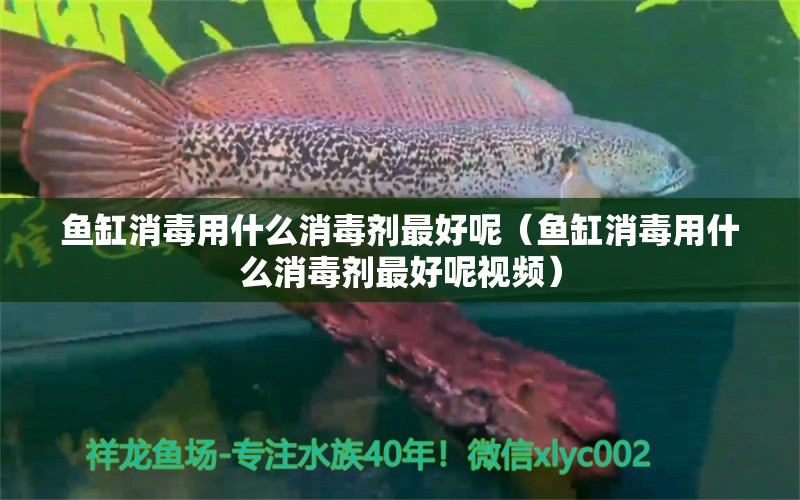 鱼缸消毒用什么消毒剂最好呢（鱼缸消毒用什么消毒剂最好呢视频） 黑影道人鱼