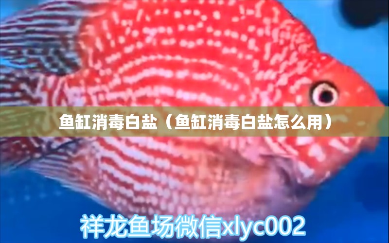 鱼缸消毒白盐（鱼缸消毒白盐怎么用） 祥龙水族医院