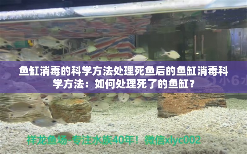 鱼缸消毒的科学方法处理死鱼后的鱼缸消毒科学方法：如何处理死了的鱼缸？ 鱼缸百科 第2张