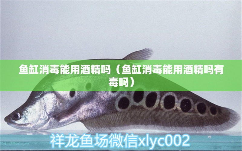 鱼缸消毒能用酒精吗（鱼缸消毒能用酒精吗有毒吗） 祥龙水族医院