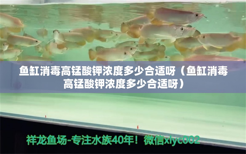 鱼缸消毒高锰酸钾浓度多少合适呀（鱼缸消毒高锰酸钾浓度多少合适呀）