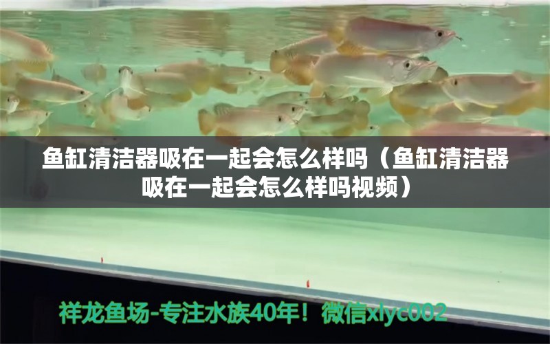 鱼缸清洁器吸在一起会怎么样吗（鱼缸清洁器吸在一起会怎么样吗视频） 和尚鱼