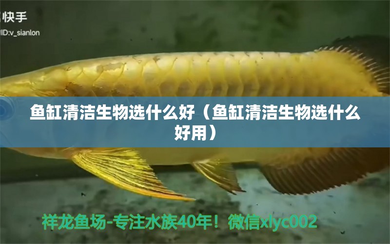 鱼缸清洁生物选什么好（鱼缸清洁生物选什么好用）