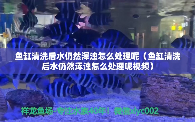 鱼缸清洗后水仍然浑浊怎么处理呢（鱼缸清洗后水仍然浑浊怎么处理呢视频） 观赏鱼