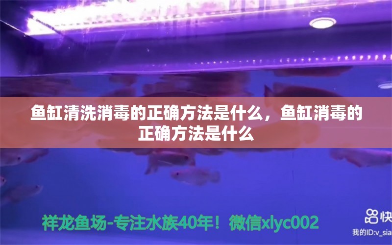 鱼缸清洗消毒的正确方法是什么，鱼缸消毒的正确方法是什么 观赏鱼企业目录