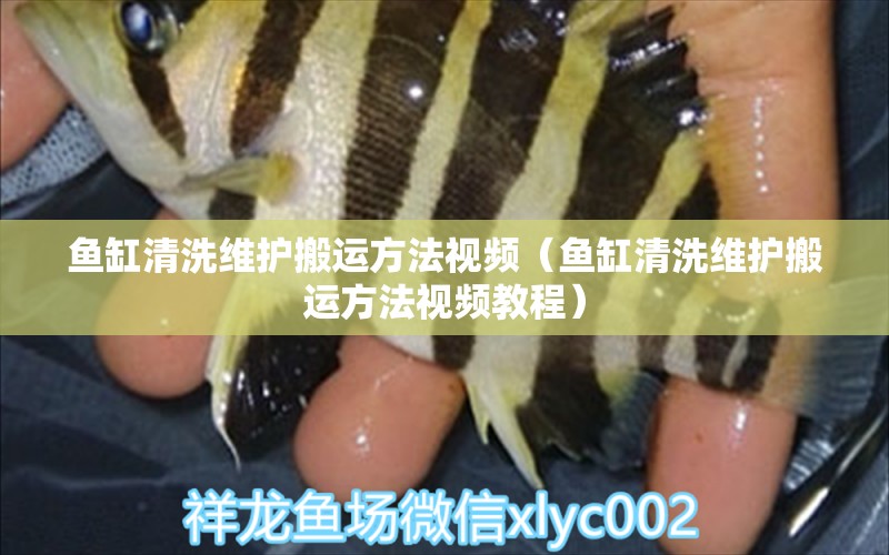 鱼缸清洗维护搬运方法视频（鱼缸清洗维护搬运方法视频教程）