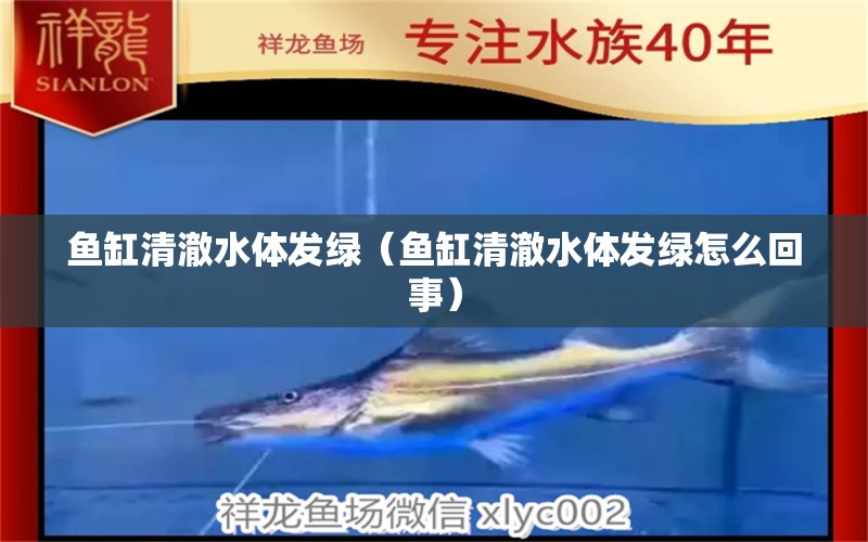 鱼缸清澈水体发绿（鱼缸清澈水体发绿怎么回事） 祥龙水族医院