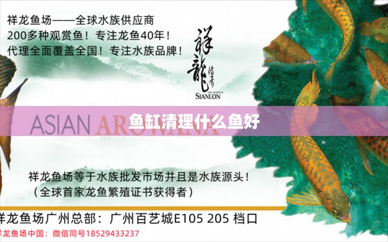 鱼缸清理什么鱼好 祥龙鱼场