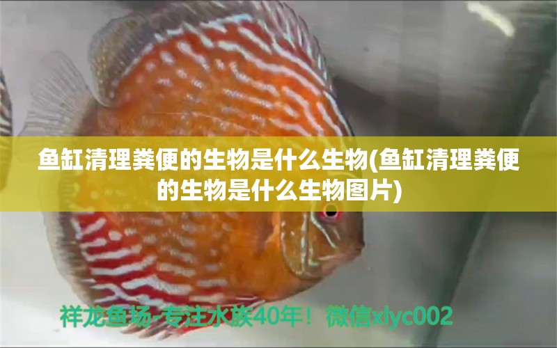 鱼缸清理粪便的生物是什么生物(鱼缸清理粪便的生物是什么生物图片)