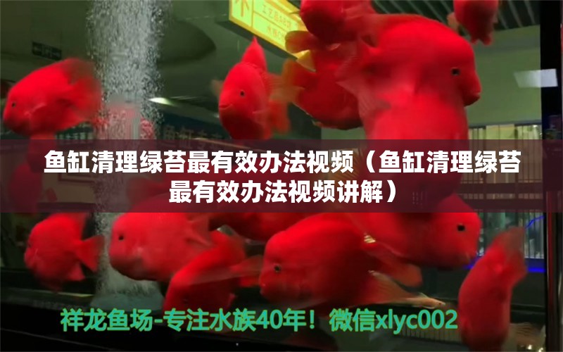 鱼缸清理绿苔最有效办法视频（鱼缸清理绿苔最有效办法视频讲解） 广州观赏鱼批发市场