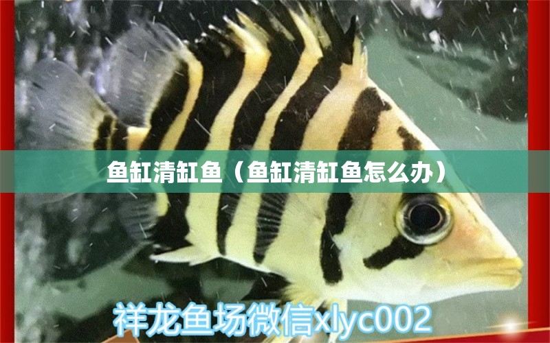 鱼缸清缸鱼（鱼缸清缸鱼怎么办） 鱼缸风水