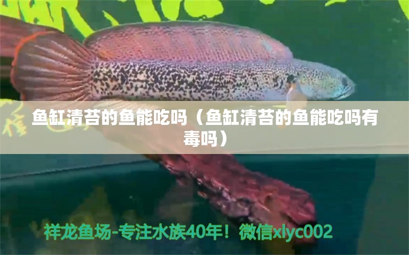 鱼缸清苔的鱼能吃吗（鱼缸清苔的鱼能吃吗有毒吗）