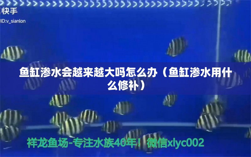 鱼缸渗水会越来越大吗怎么办（鱼缸渗水用什么修补）