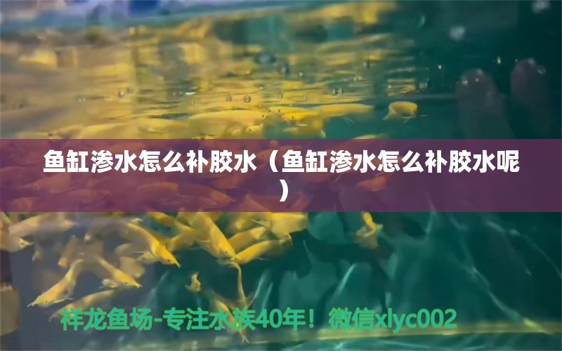 鱼缸渗水怎么补胶水（鱼缸渗水怎么补胶水呢） 广州观赏鱼批发市场