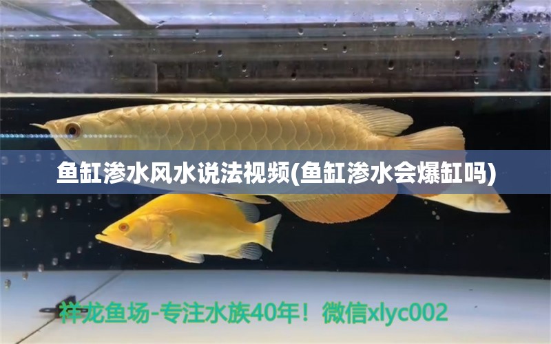 鱼缸渗水风水说法视频(鱼缸渗水会爆缸吗)