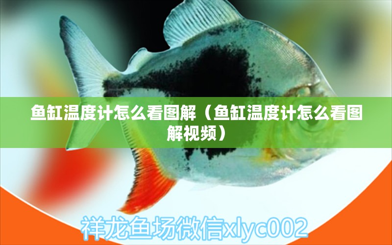 鱼缸温度计怎么看图解（鱼缸温度计怎么看图解视频） 祥龙水族医院