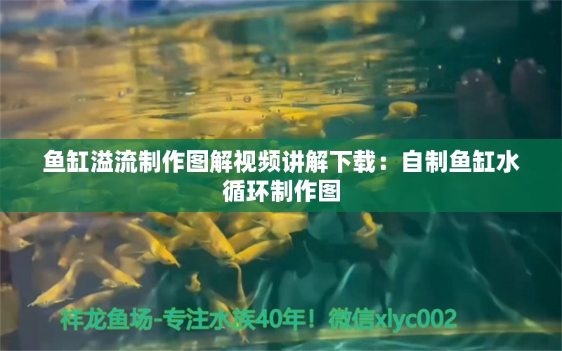 鱼缸溢流制作图解视频讲解下载：自制鱼缸水循环制作图 水族主题相关 第1张