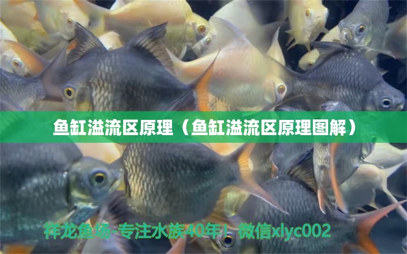 鱼缸溢流区原理（鱼缸溢流区原理图解） 祥龙水族医院